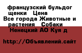 французский бульдог щенки › Цена ­ 50 000 - Все города Животные и растения » Собаки   . Ненецкий АО,Куя д.